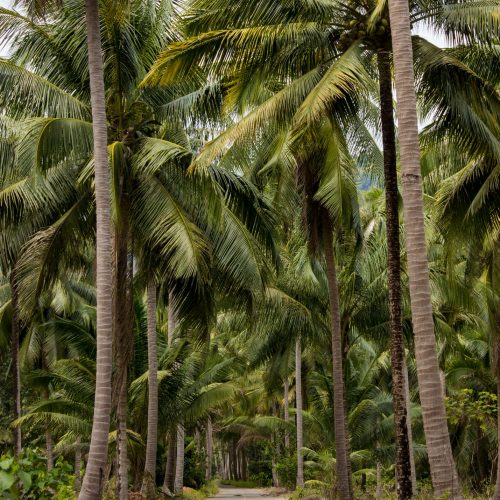 road-heaven-thailand-koh-chang-palmtrees-fine-art-print